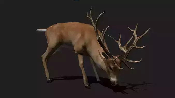 Deer Animated 3D Model Low-poly 3D model