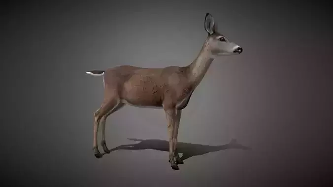 Doe Animated 3D Model