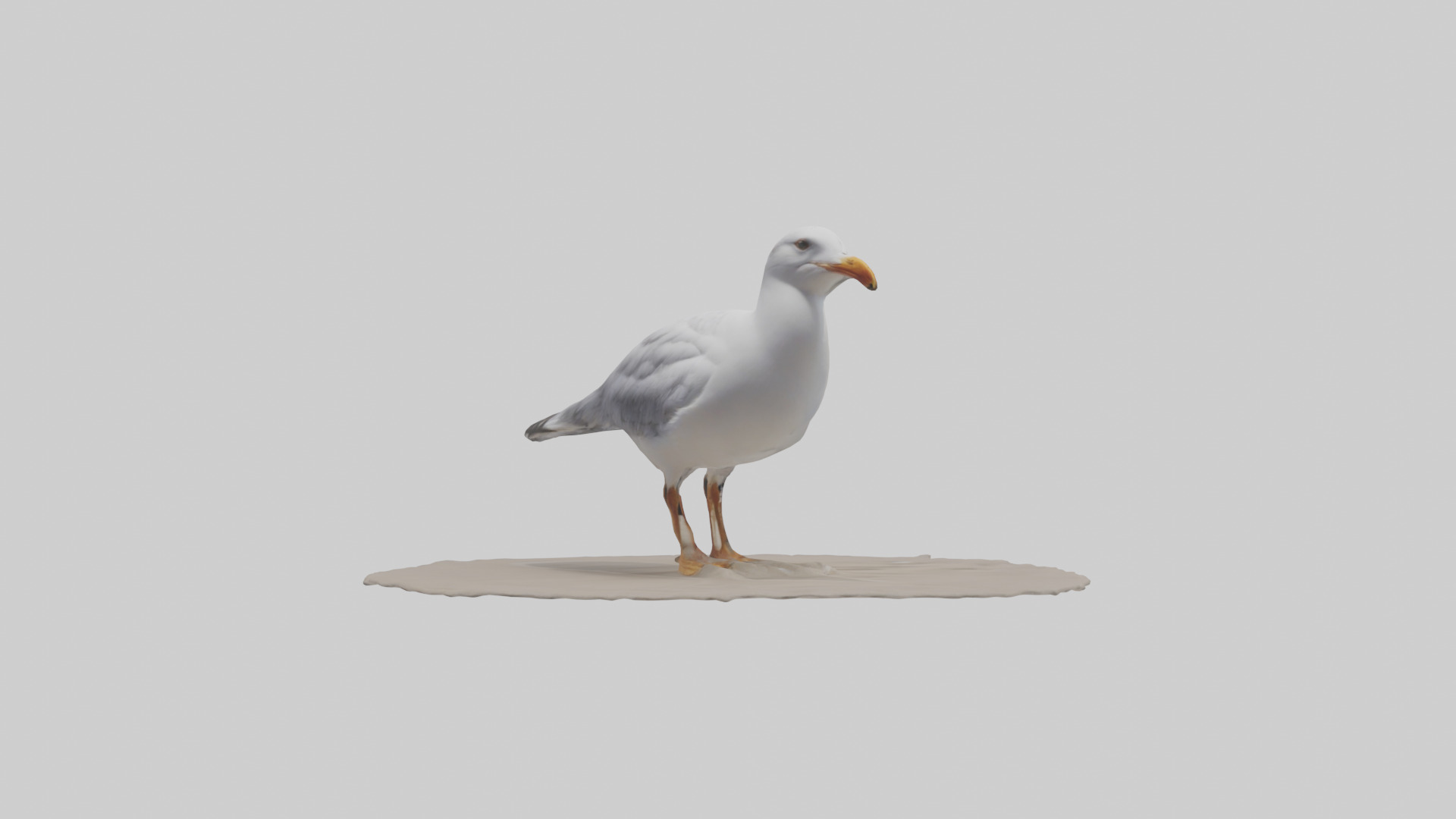 Seagull standing on beach model Low-poly 3D model_2
