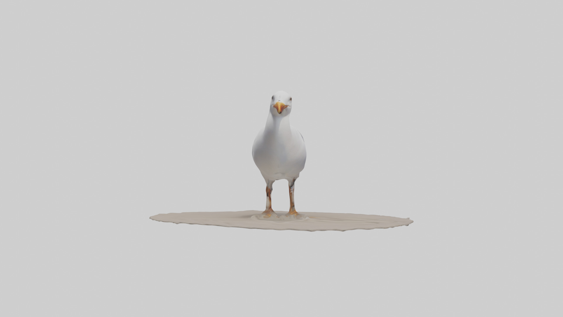Seagull standing on beach model Low-poly 3D model_13