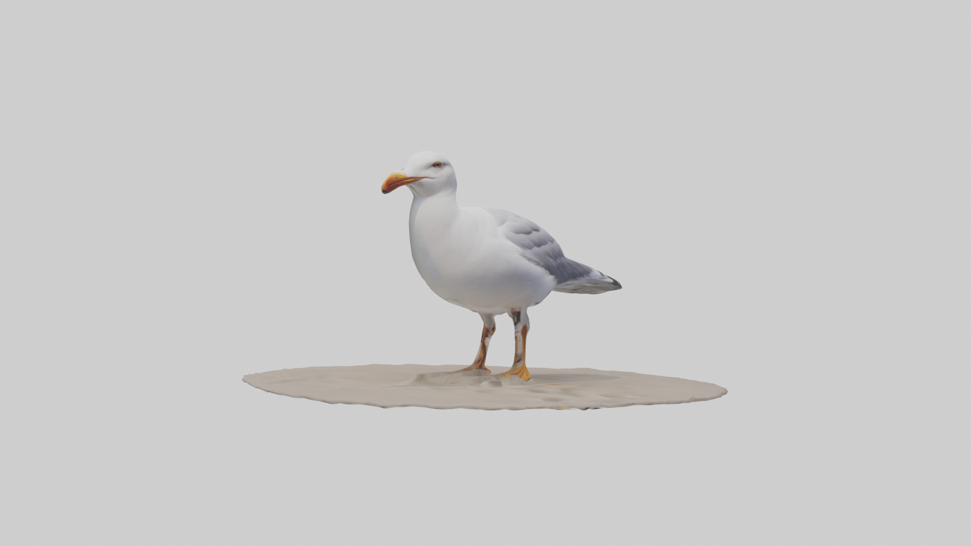 Seagull standing on beach model Low-poly 3D model_7