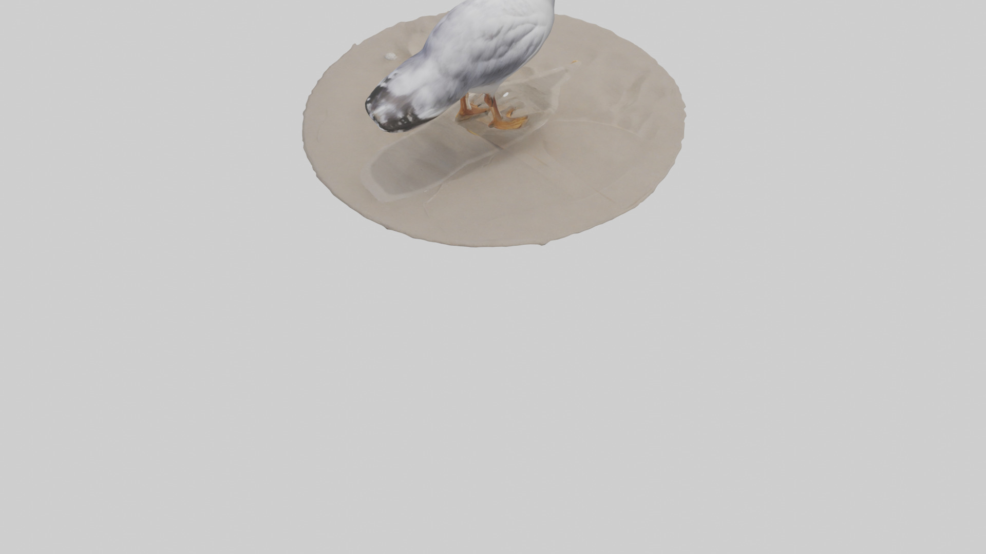 Seagull standing on beach model Low-poly 3D model_3