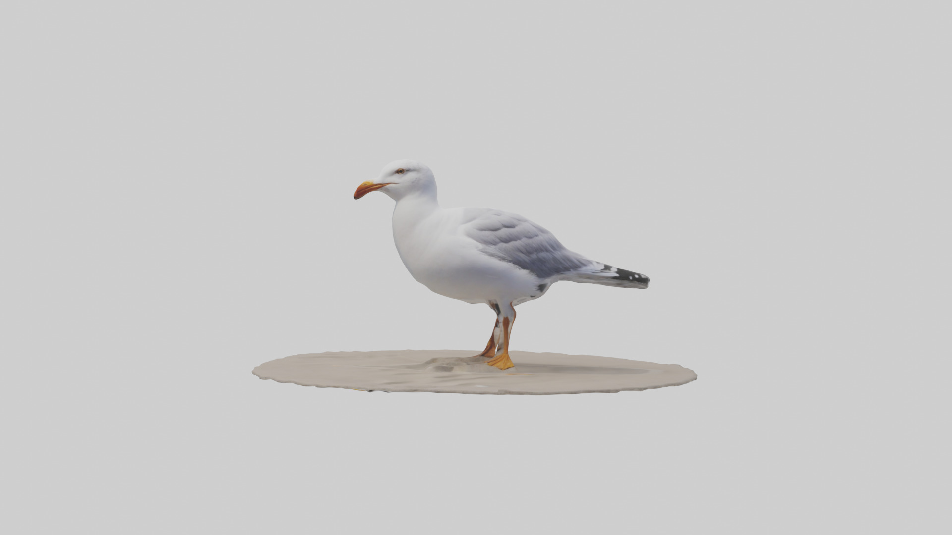Seagull standing on beach model Low-poly 3D model_9