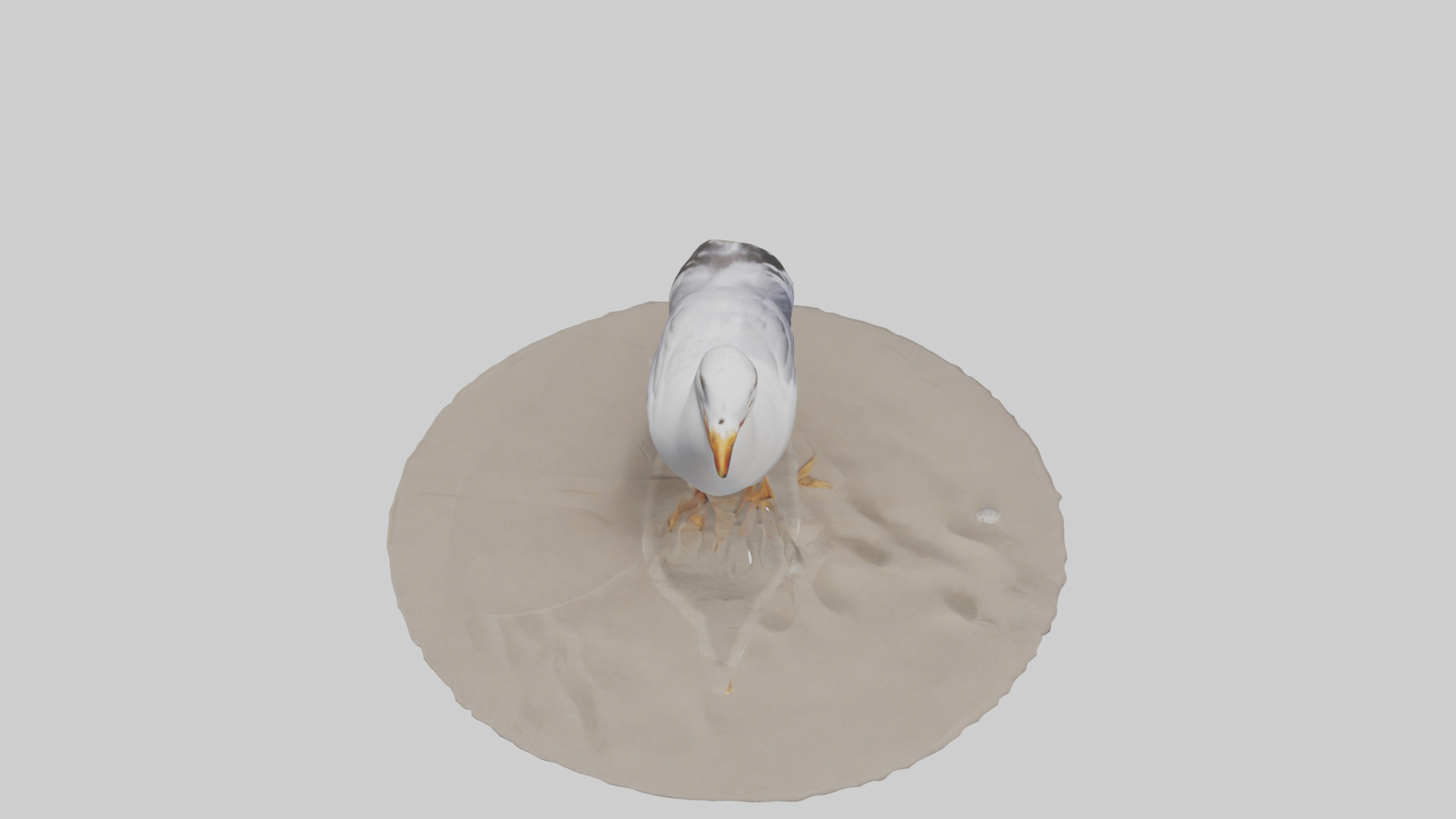 Seagull standing on beach model Low-poly 3D model_18