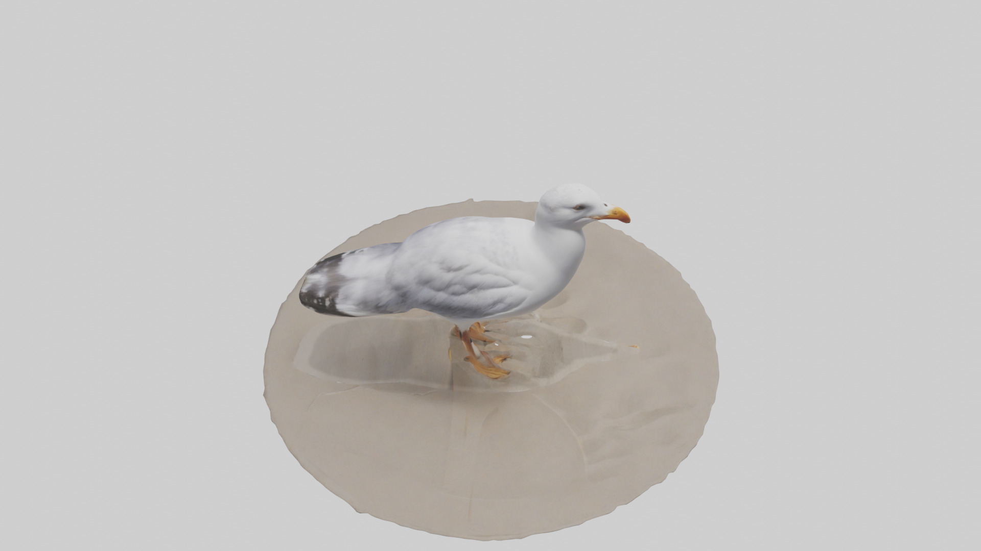 Seagull standing on beach model Low-poly 3D model_15