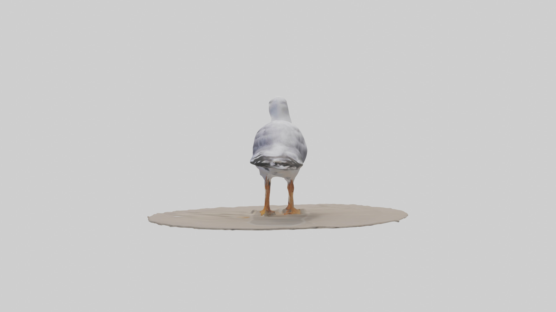 Seagull standing on beach model Low-poly 3D model_12