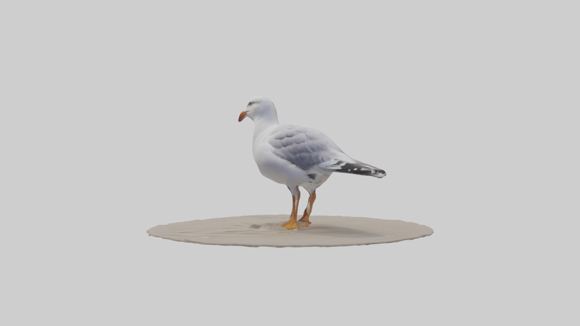 Seagull standing on beach model Low-poly 3D model_10