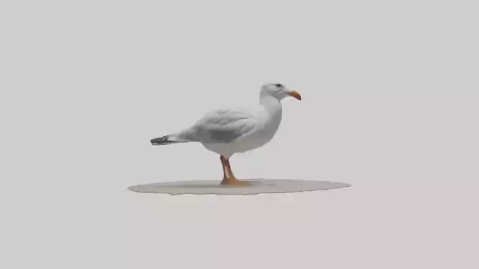 Seagull standing on beach model
