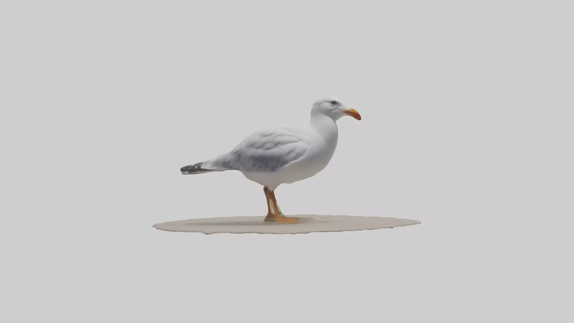Seagull standing on beach model Low-poly 3D model_0