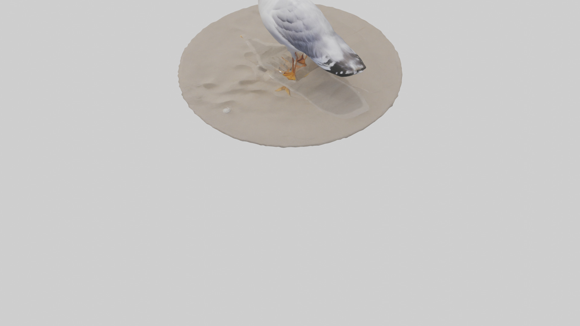 Seagull standing on beach model Low-poly 3D model_5