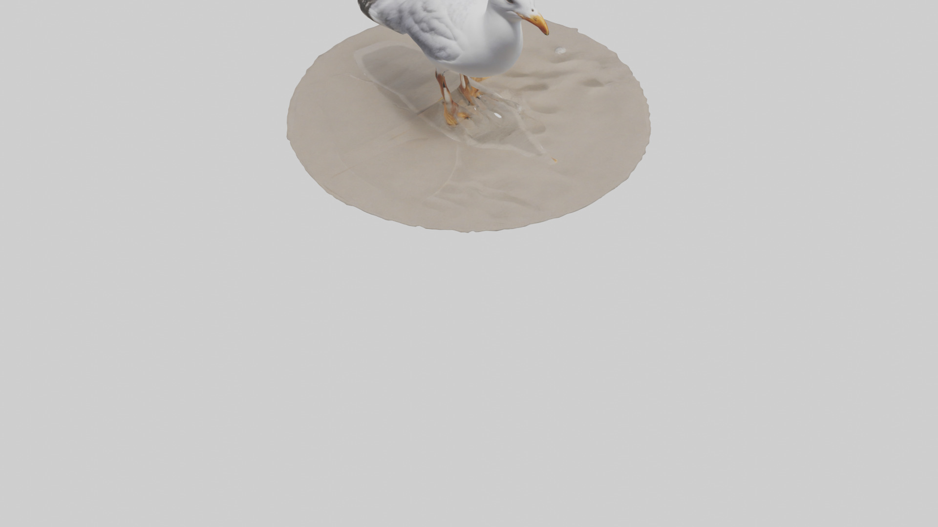 Seagull standing on beach model Low-poly 3D model_4