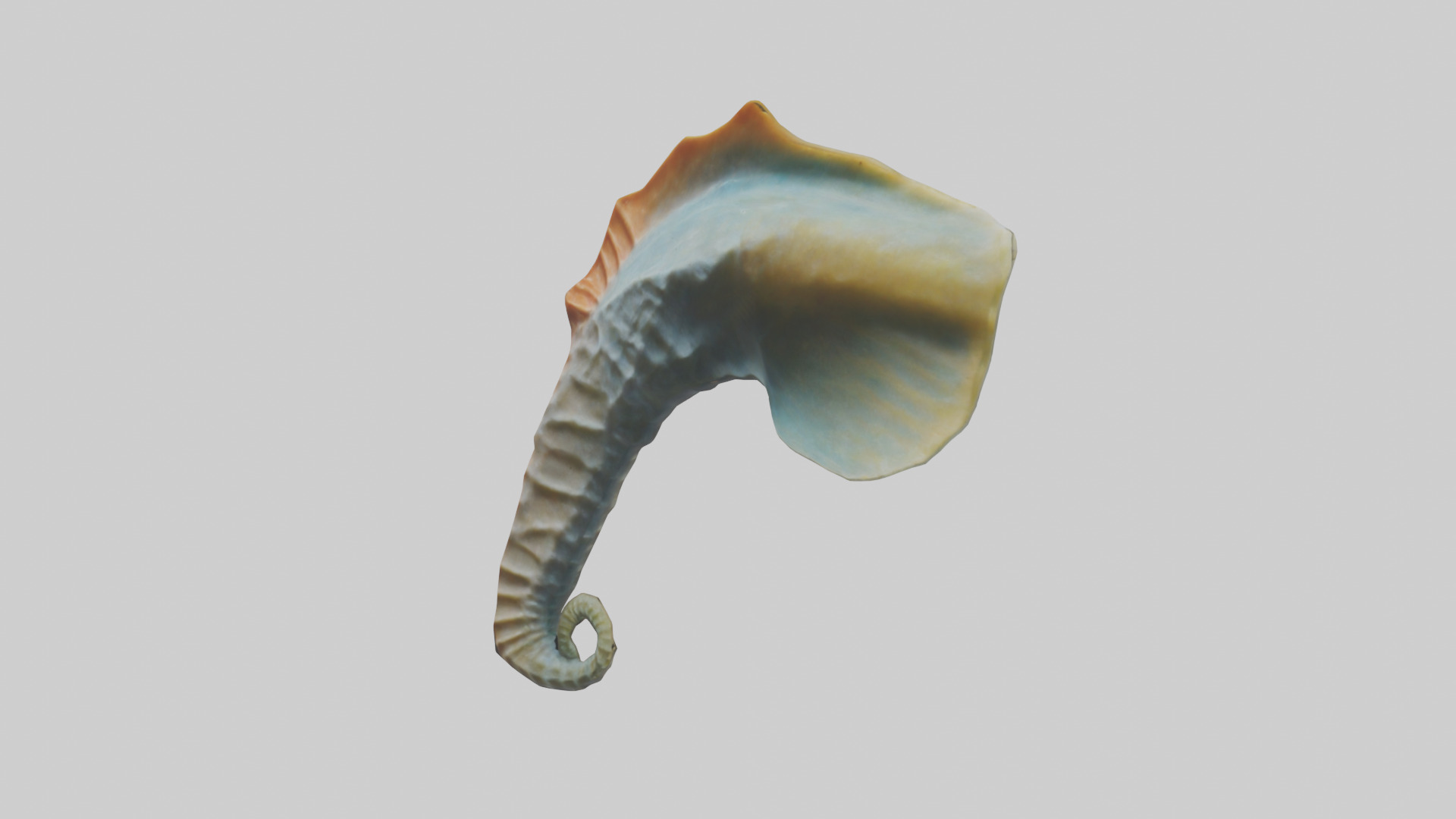 Seahorse Fin Model Low-poly 3D model_10