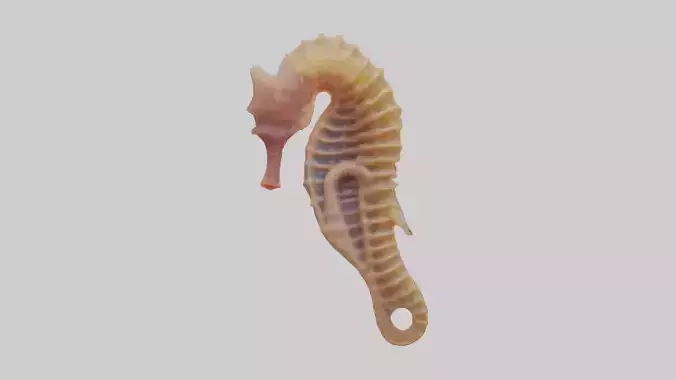 Seahorse Small Intestine