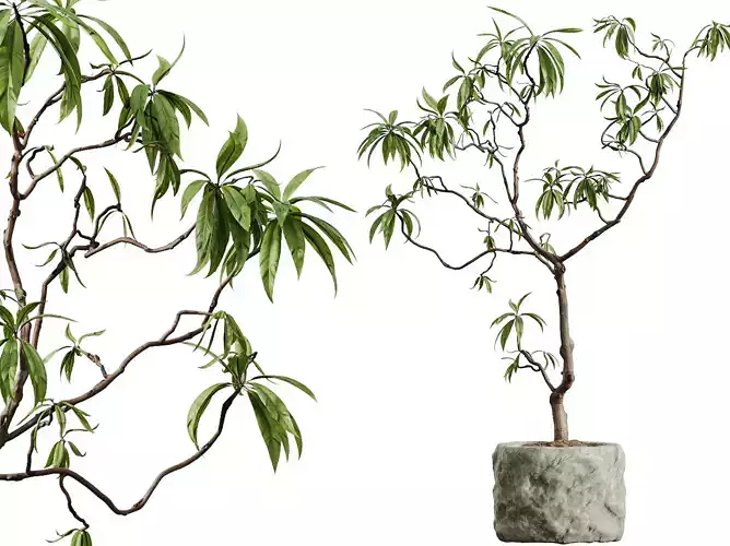 AV HousePlants Japandi Minimalism Ficus Dracaena Marginata04