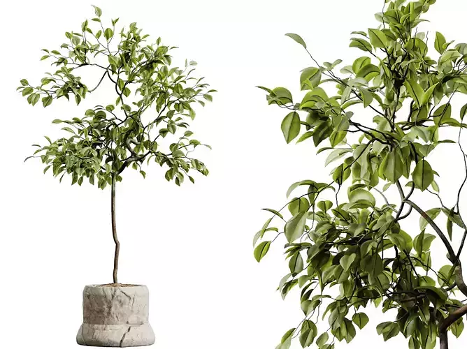 AV HousePlants Japandi Minimalism Ficus Dracaena Marginata05