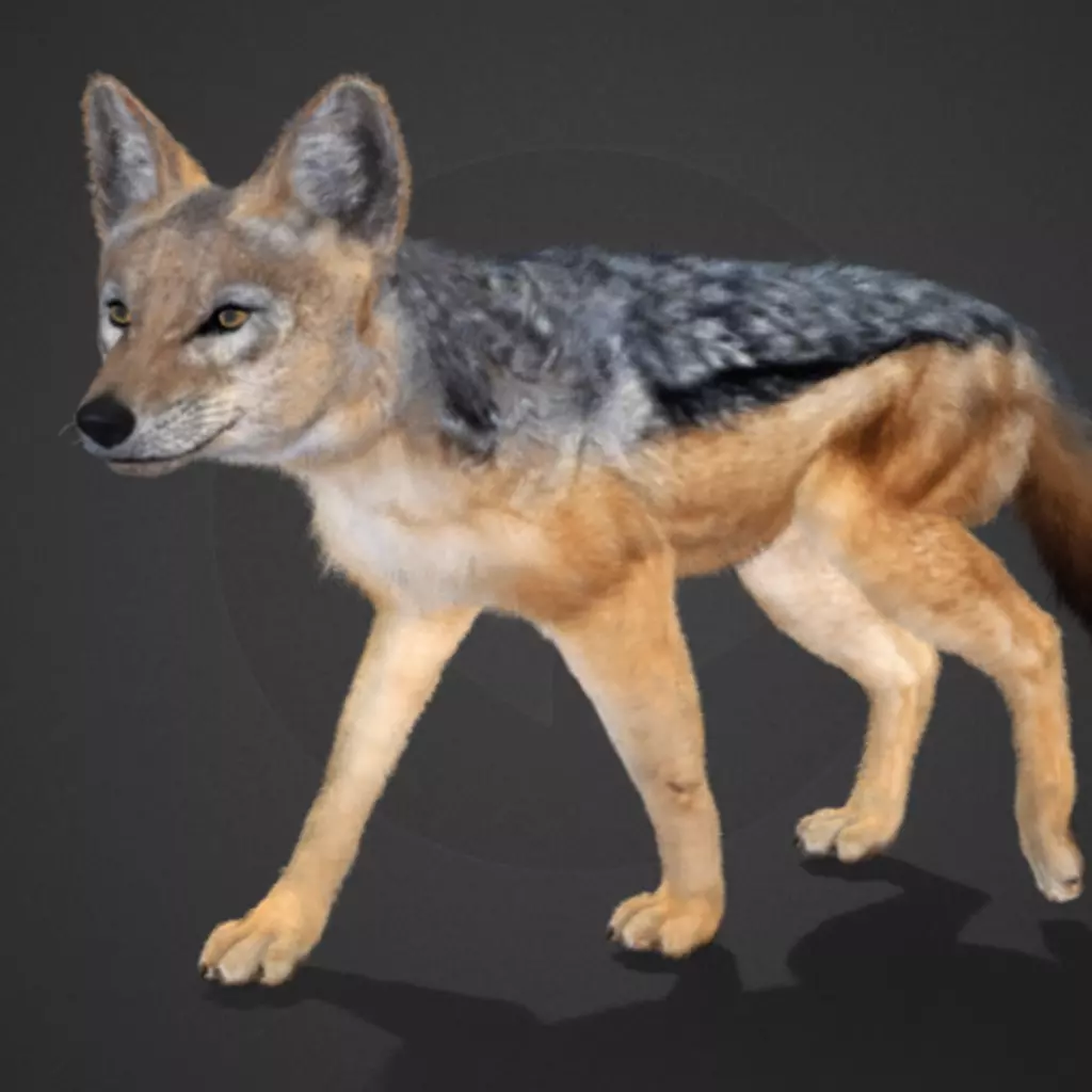 Jackal Realistic Animated 3D model_0