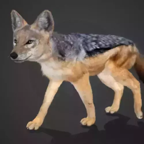 Jackal Realistic Animated