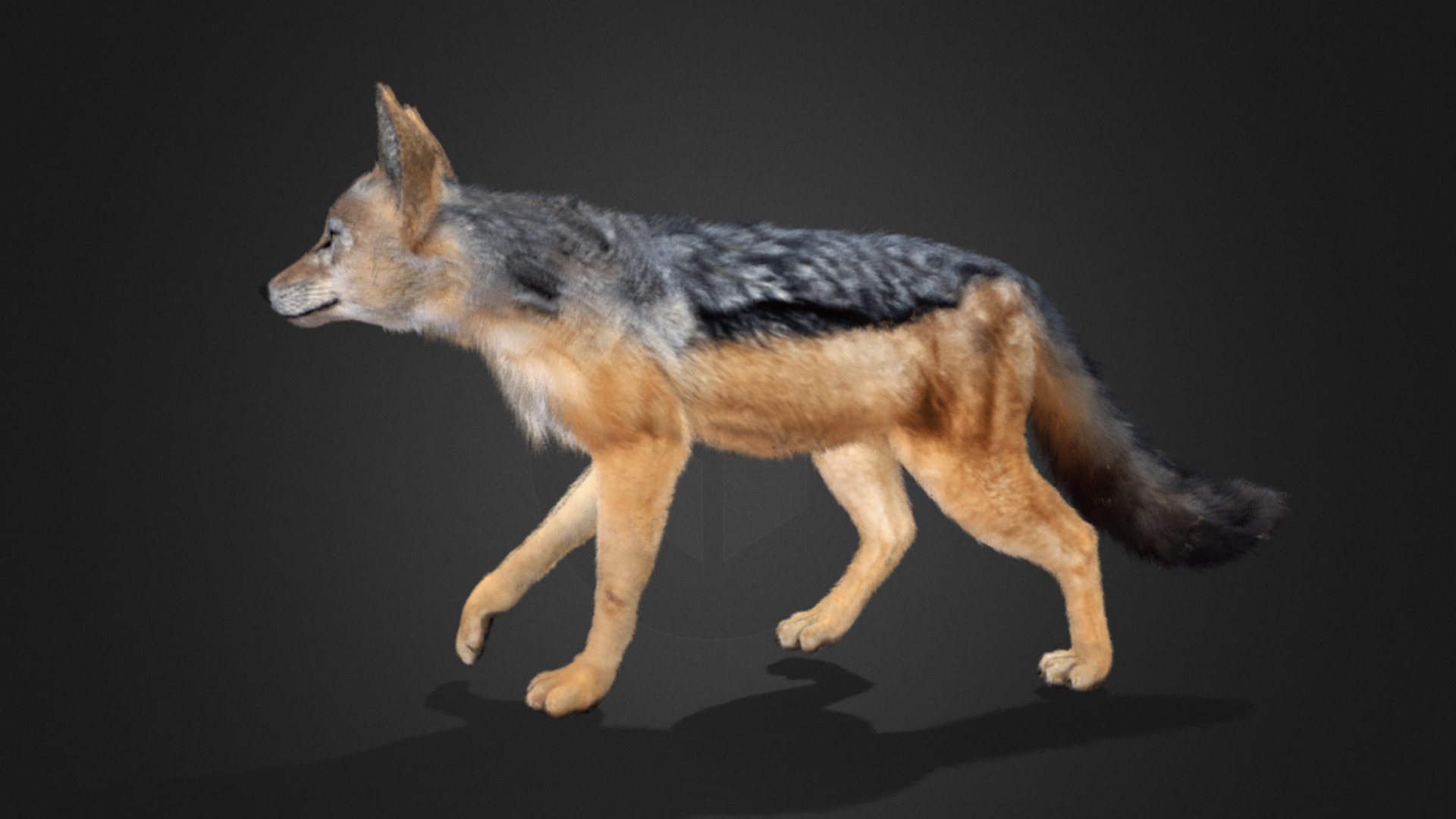 Jackal Realistic Animated 3D model_4