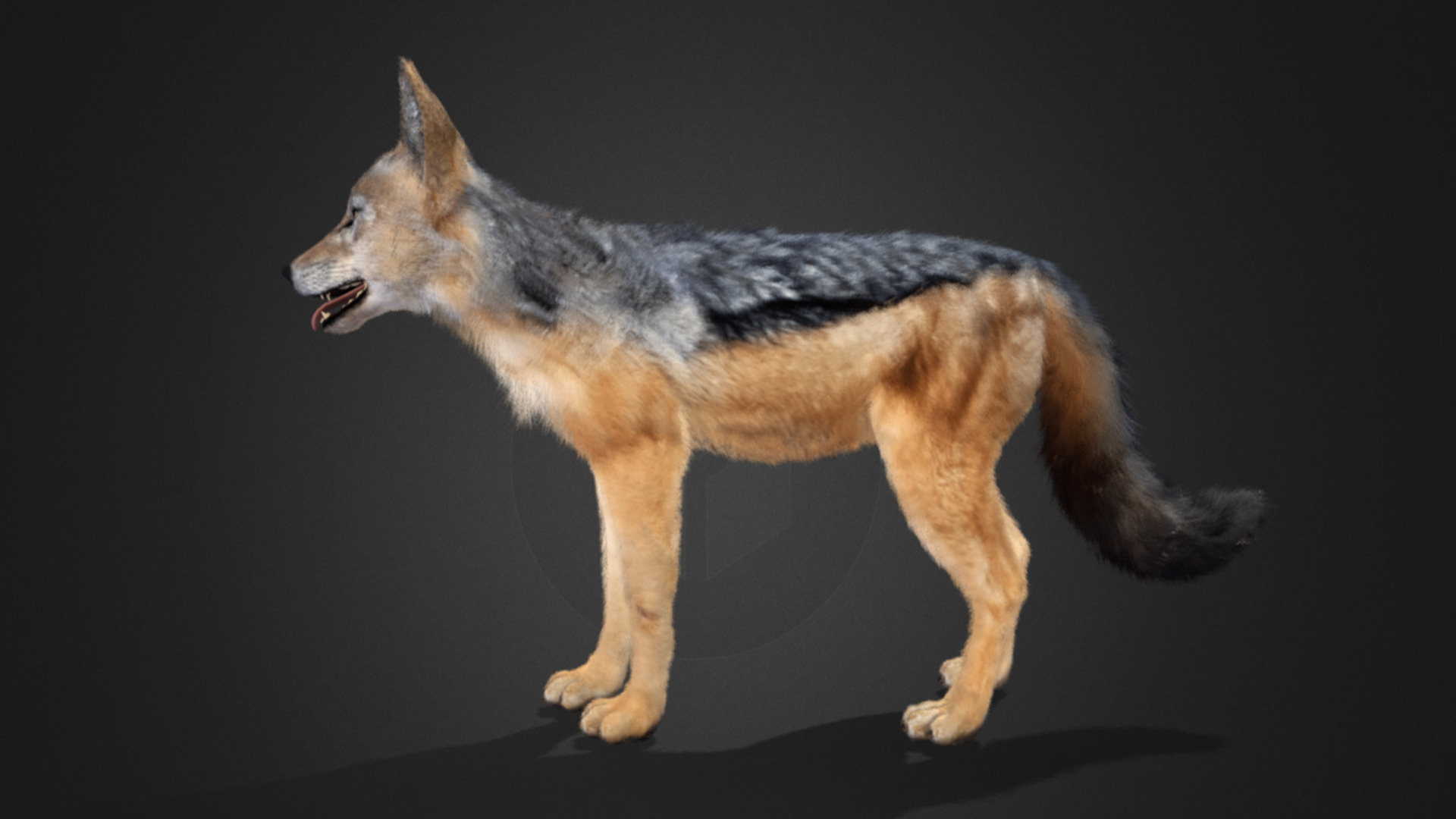 Jackal Realistic Animated 3D model_13