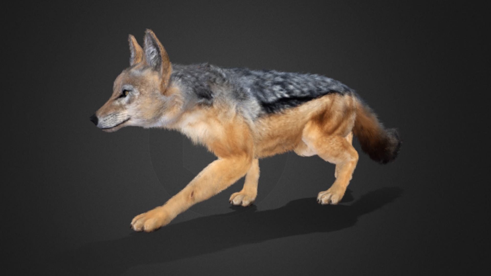 Jackal Realistic Animated 3D model_7
