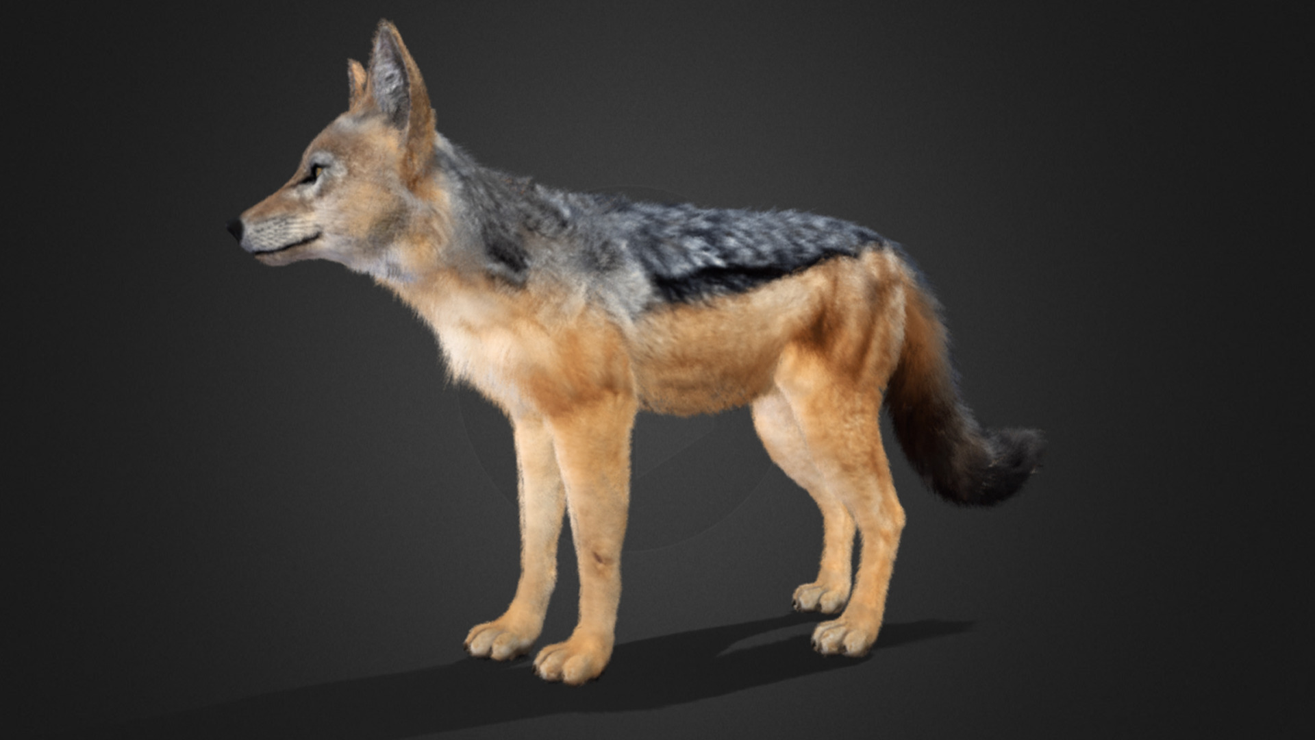 Jackal Realistic Animated 3D model_9