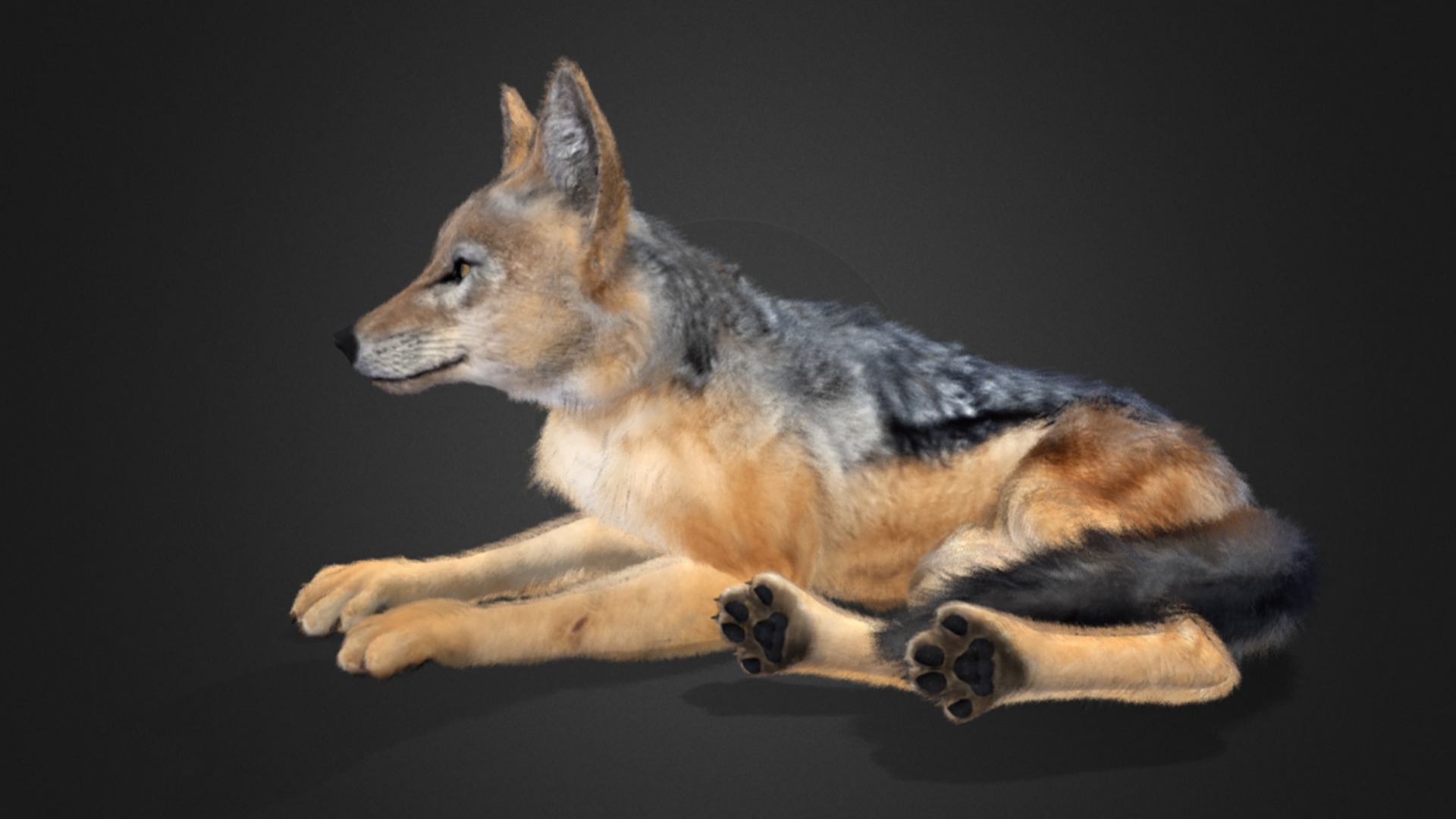 Jackal Realistic Animated 3D model_6