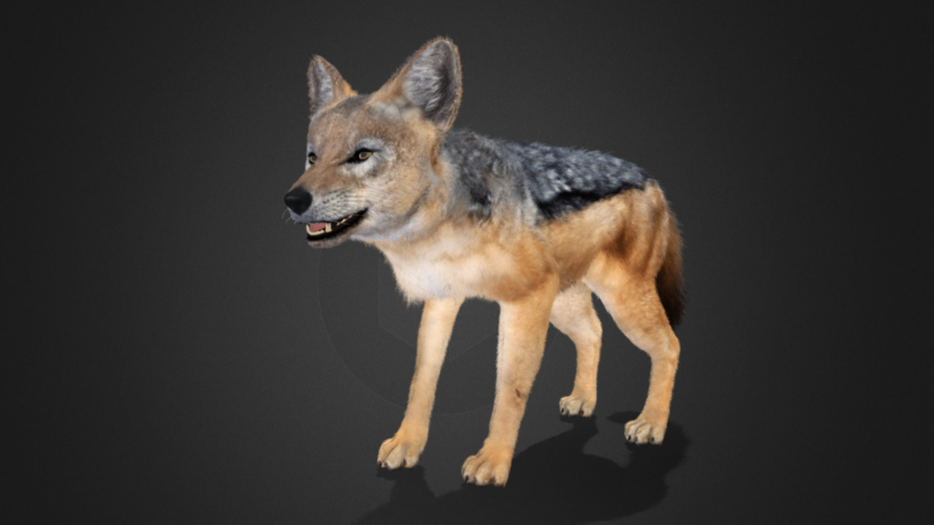 Jackal Realistic Animated 3D model_2