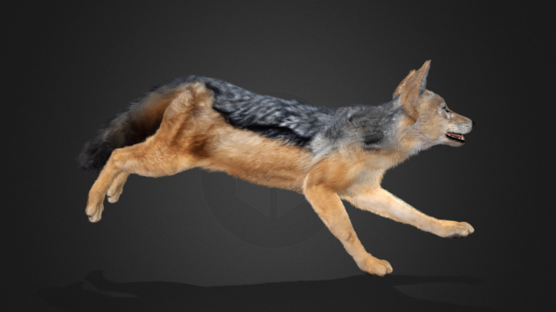 Jackal Realistic Animated 3D model_8