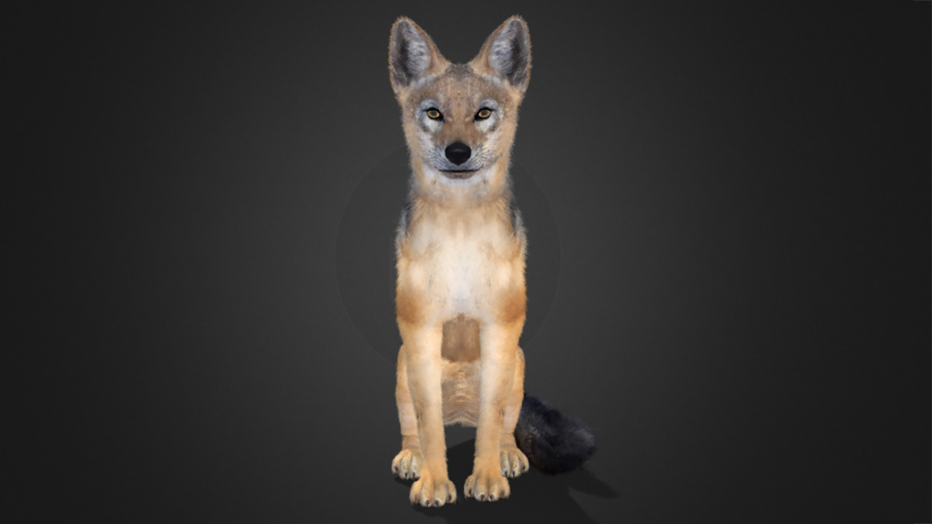 Jackal Realistic Animated 3D model_3