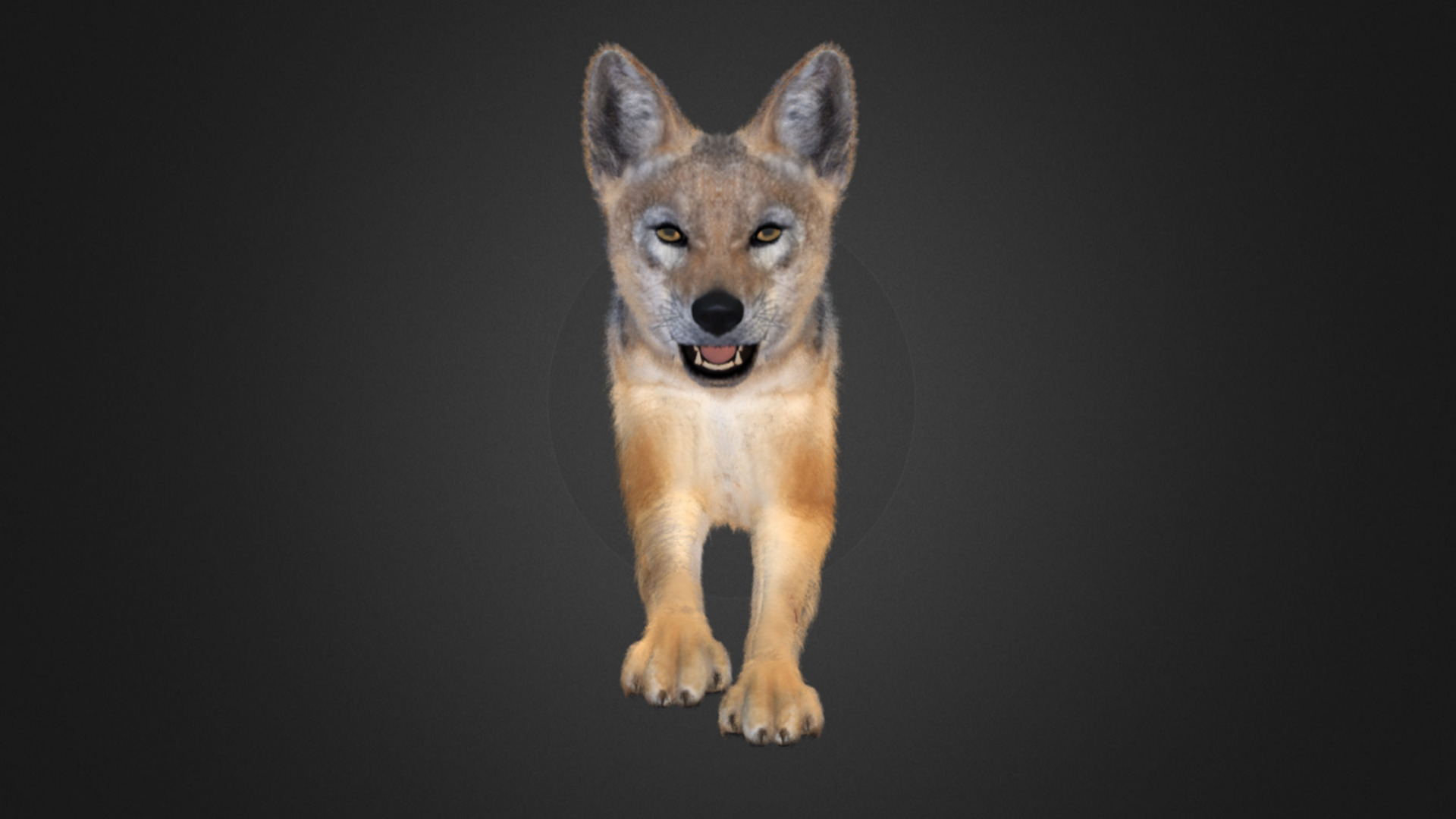 Jackal Realistic Animated 3D model_14