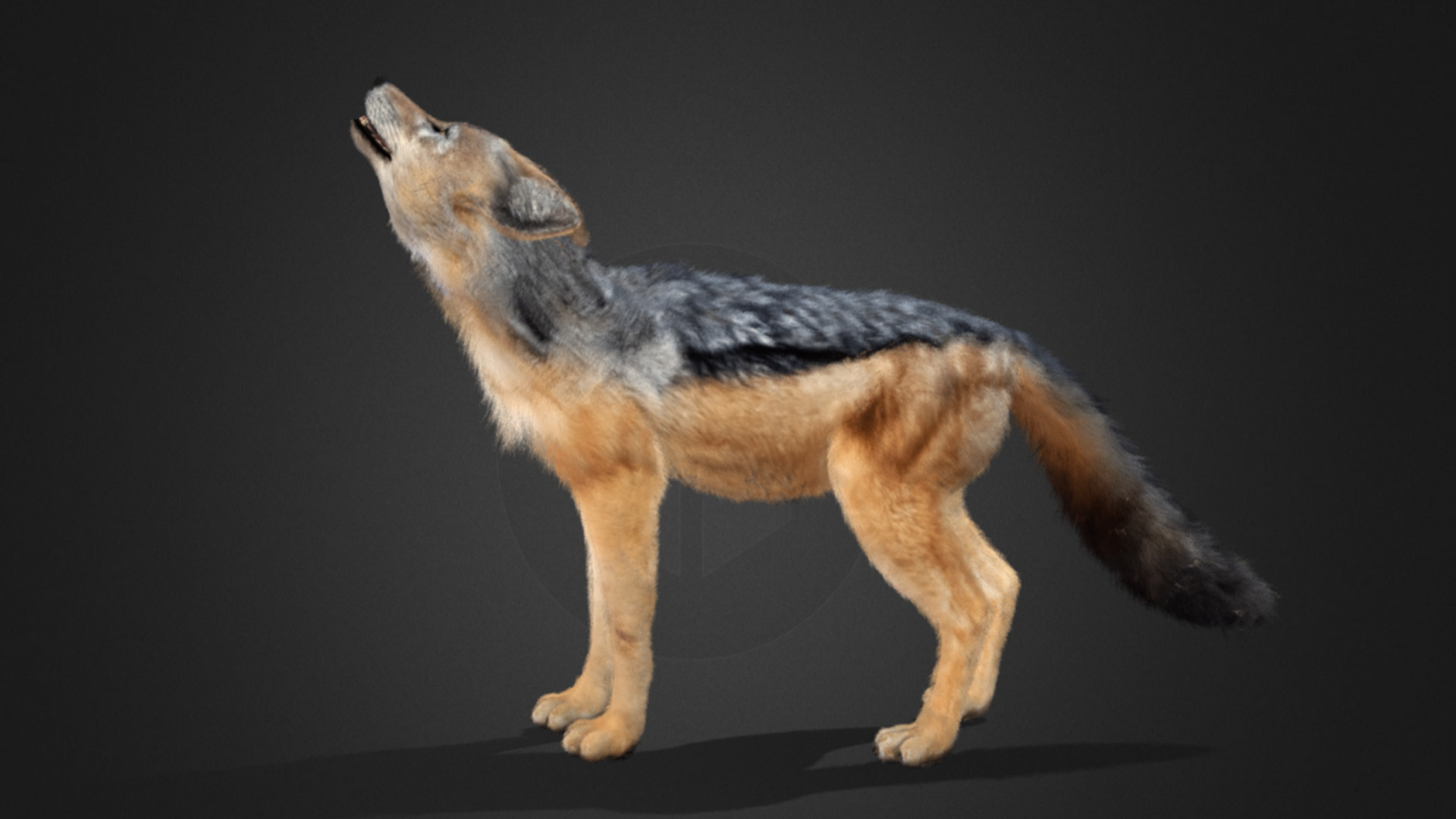 Jackal Realistic Animated 3D model_5