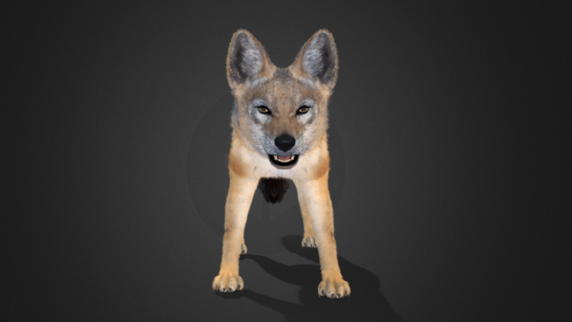 Jackal Realistic Animated 3D model_12