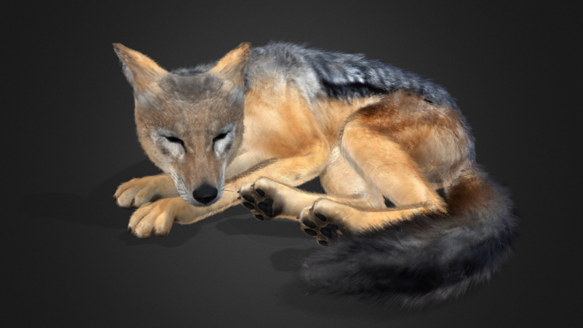 Jackal Realistic Animated 3D model_11