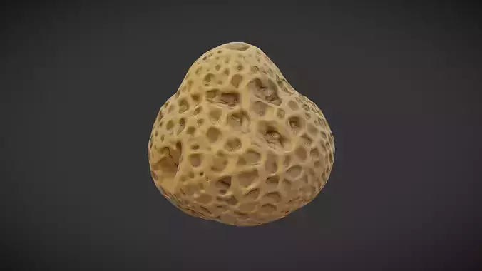 Sea Sponge Low-poly 3D model