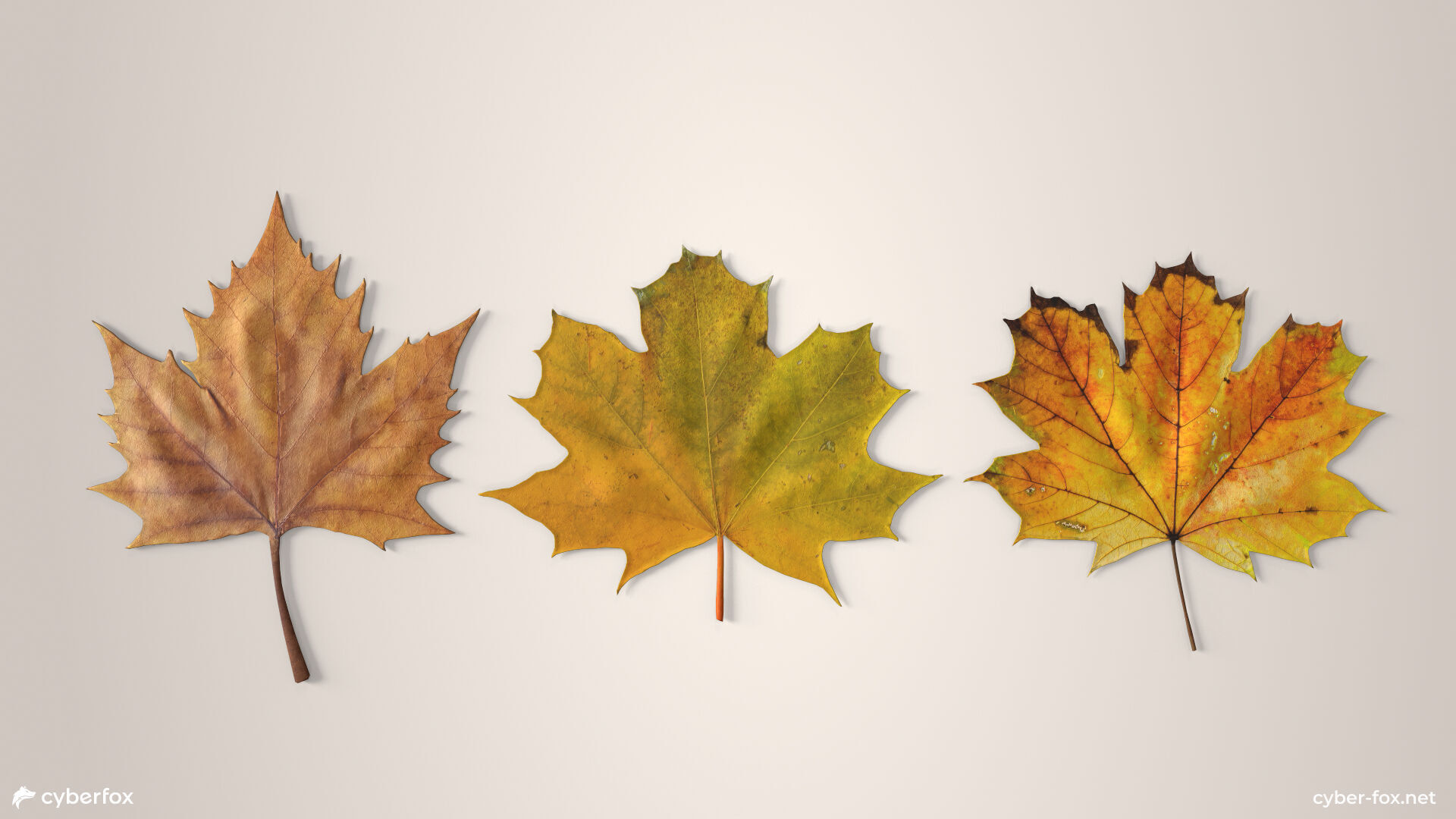 Autumn Maple Leaves Low-poly 3D model_2