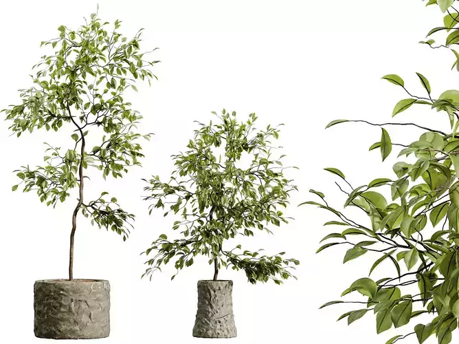 AV HousePlants Japandi Minimalism Ficus Dracaena Marginata 06