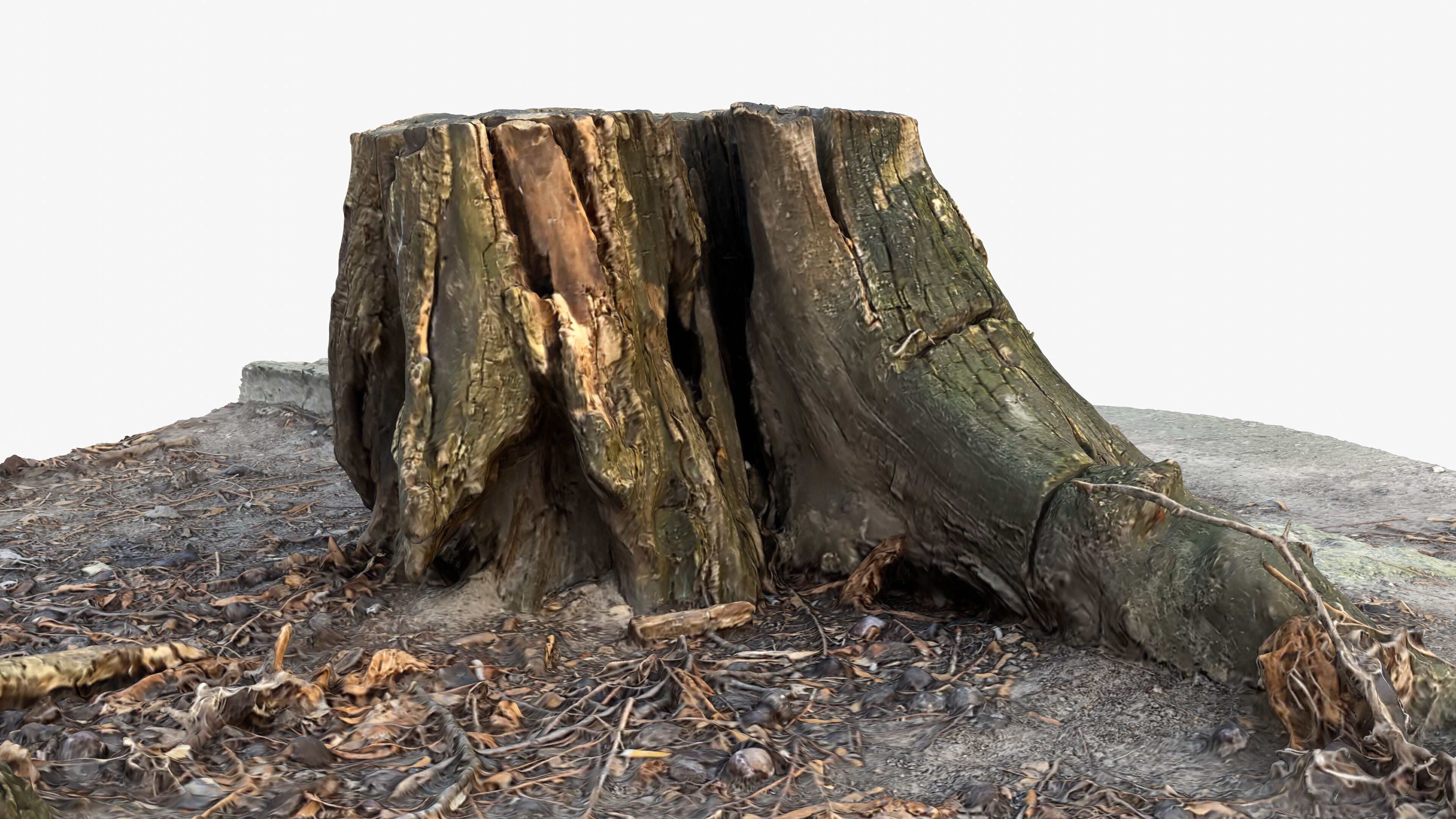Photorealistic 3D scan of Tree Sawed Stump Low-poly 3D model_5