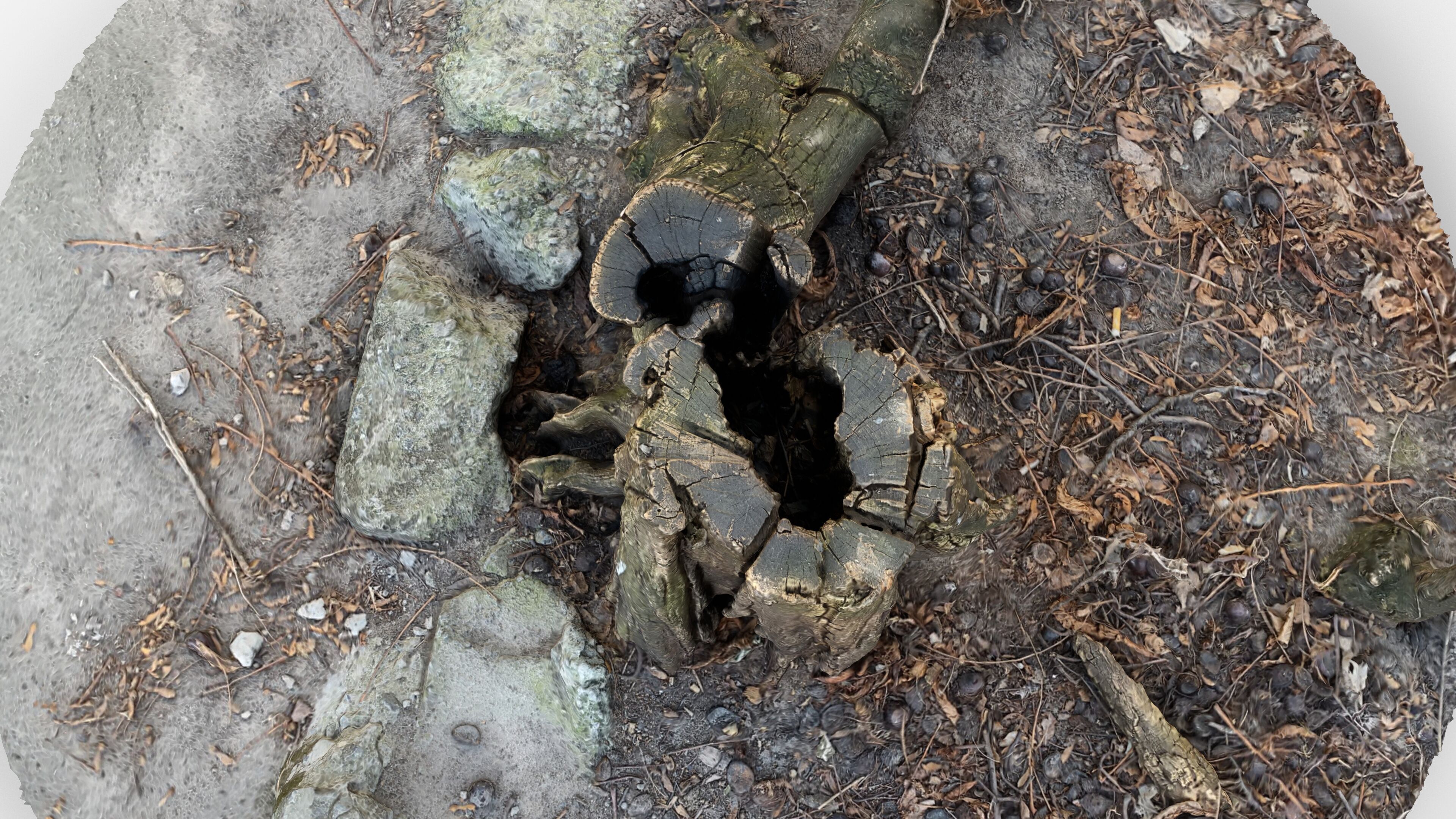 Photorealistic 3D scan of Tree Sawed Stump Low-poly 3D model_7