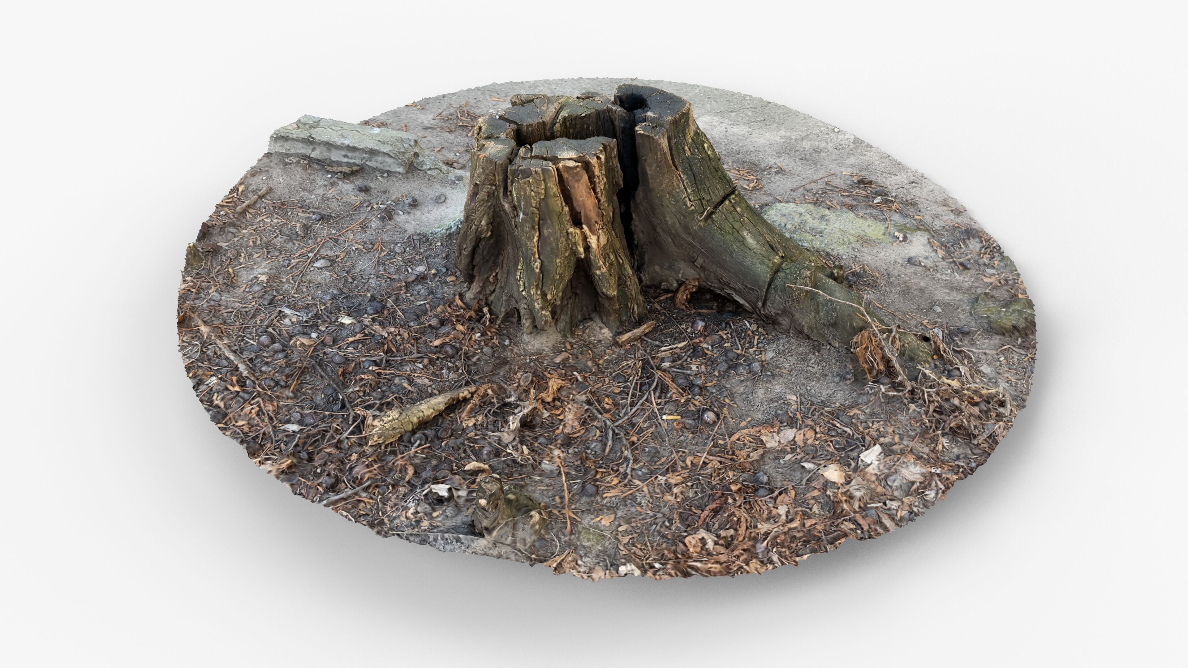 Photorealistic 3D scan of Tree Sawed Stump Low-poly 3D model_2