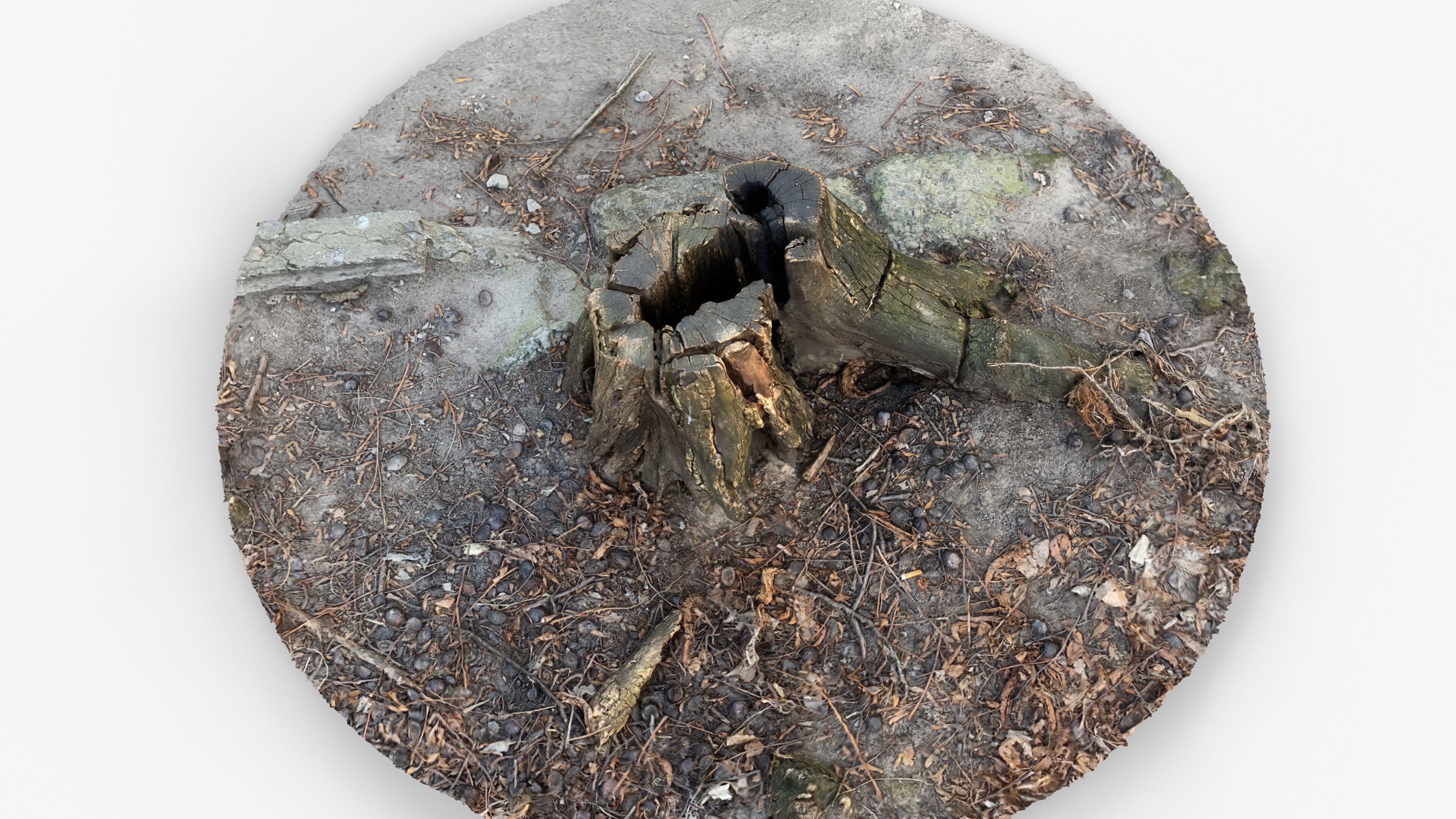 Photorealistic 3D scan of Tree Sawed Stump Low-poly 3D model_15