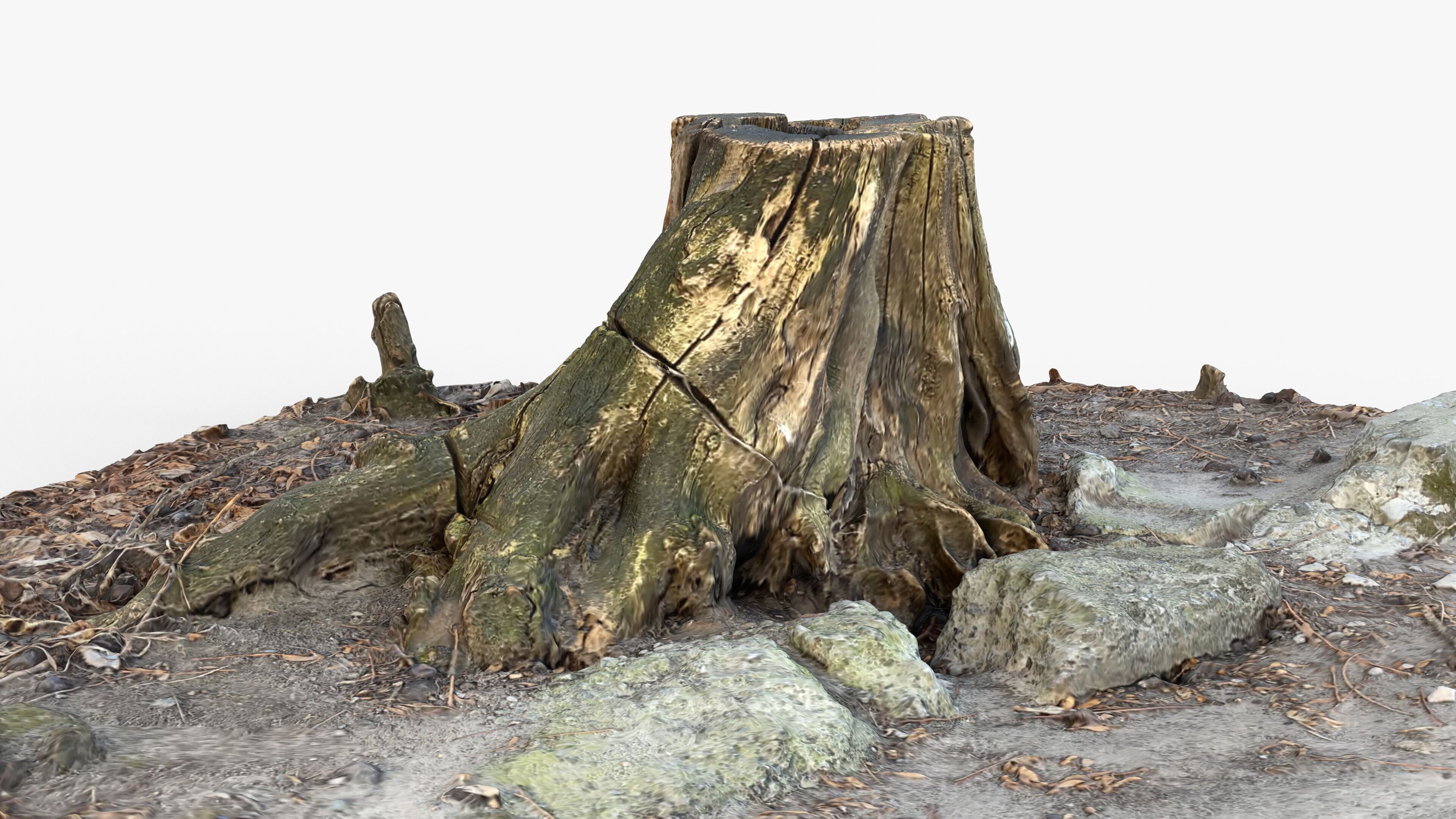 Photorealistic 3D scan of Tree Sawed Stump Low-poly 3D model_6