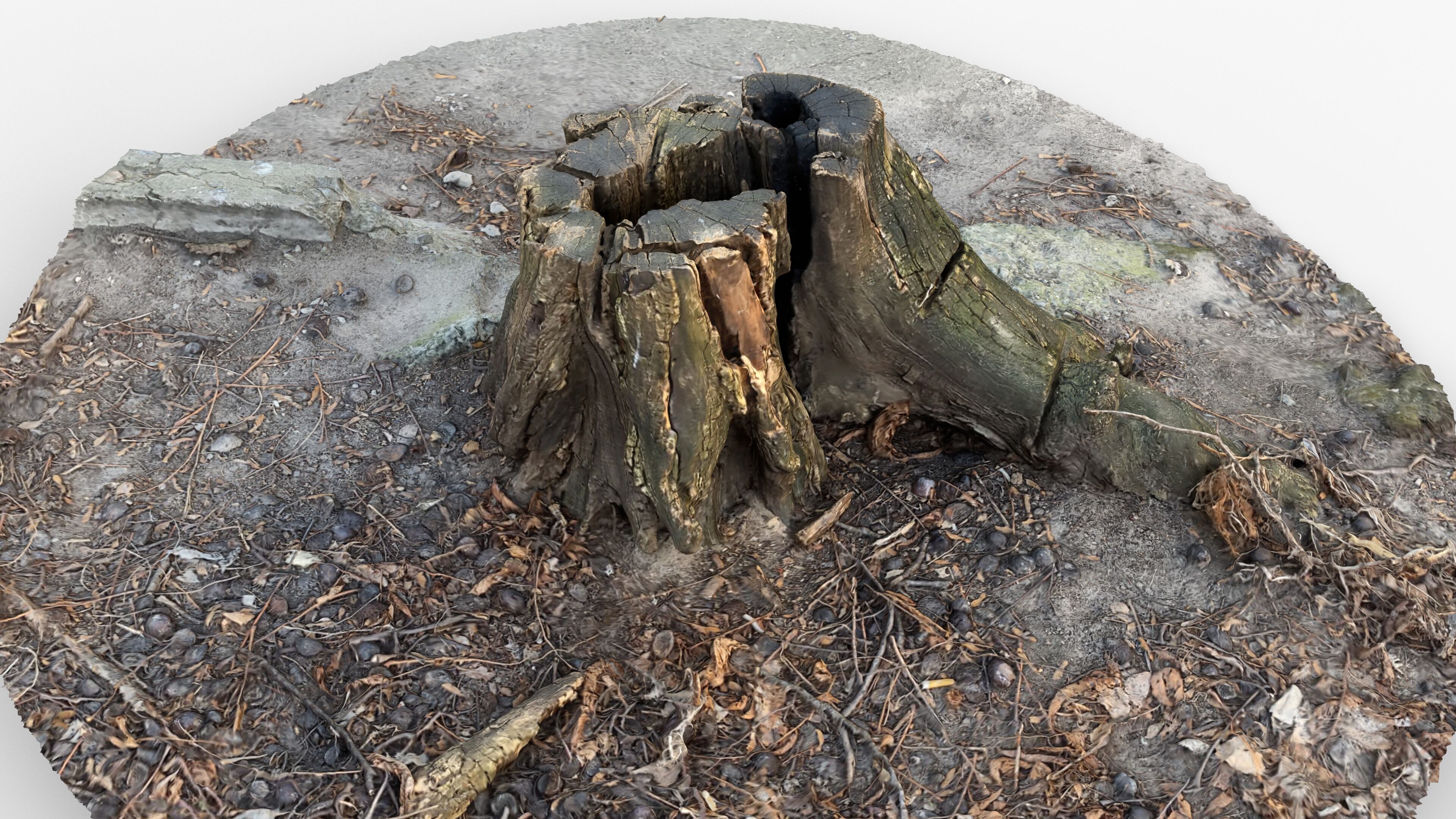 Photorealistic 3D scan of Tree Sawed Stump Low-poly 3D model_10