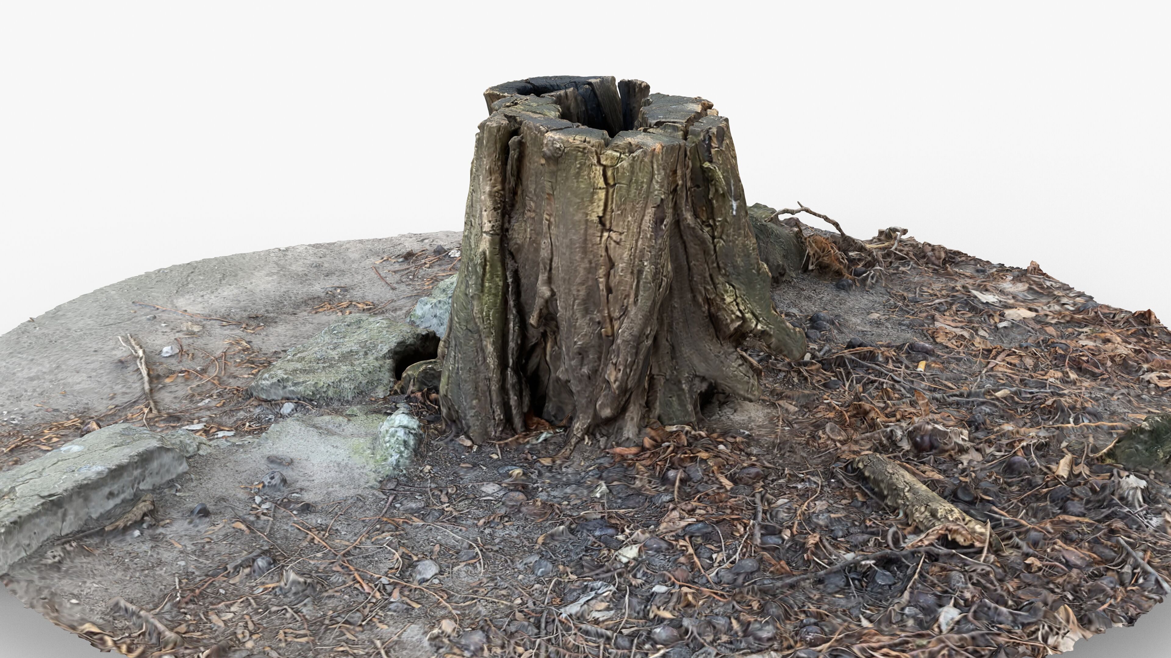 Photorealistic 3D scan of Tree Sawed Stump Low-poly 3D model_9