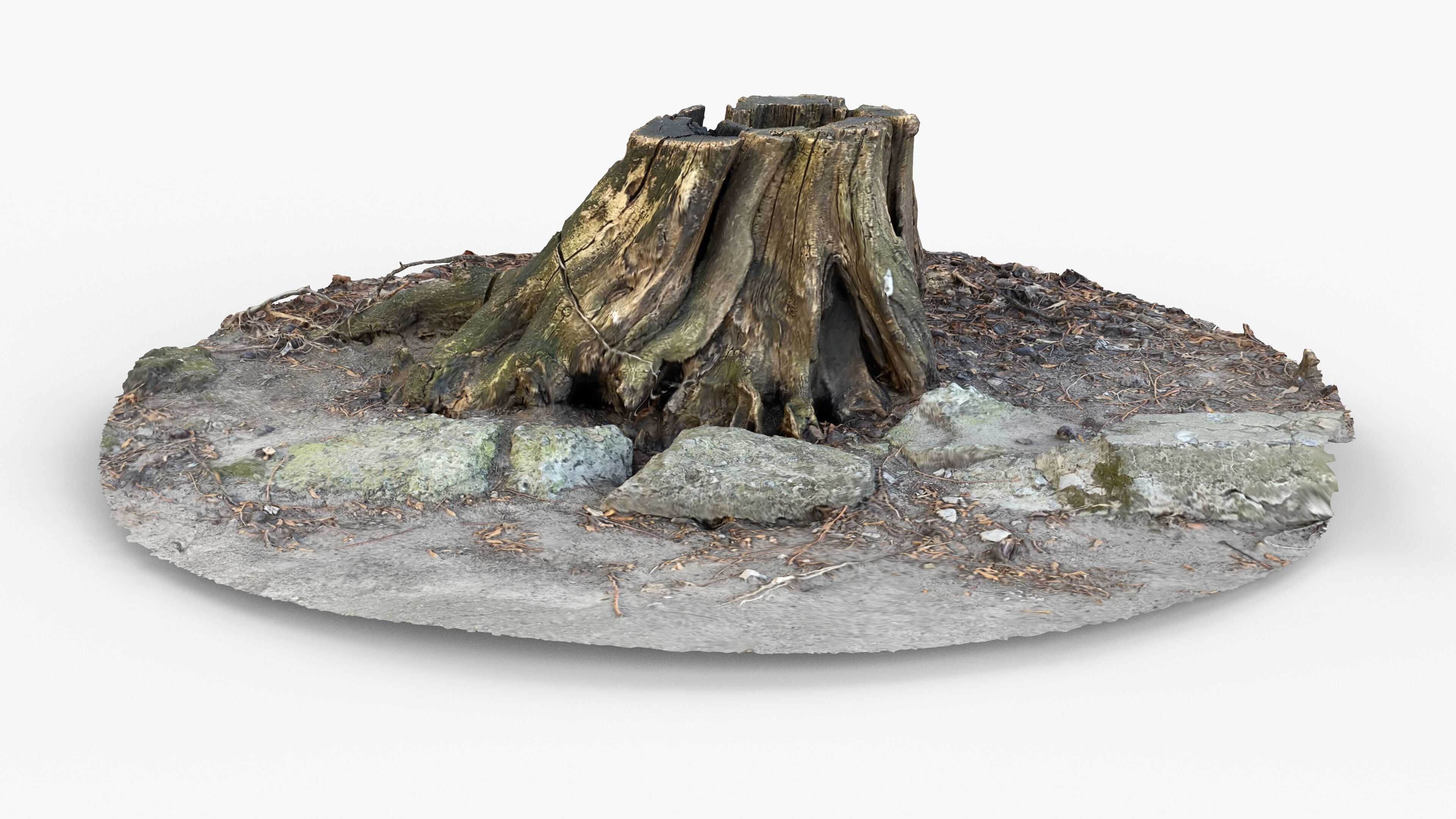 Photorealistic 3D scan of Tree Sawed Stump Low-poly 3D model_8
