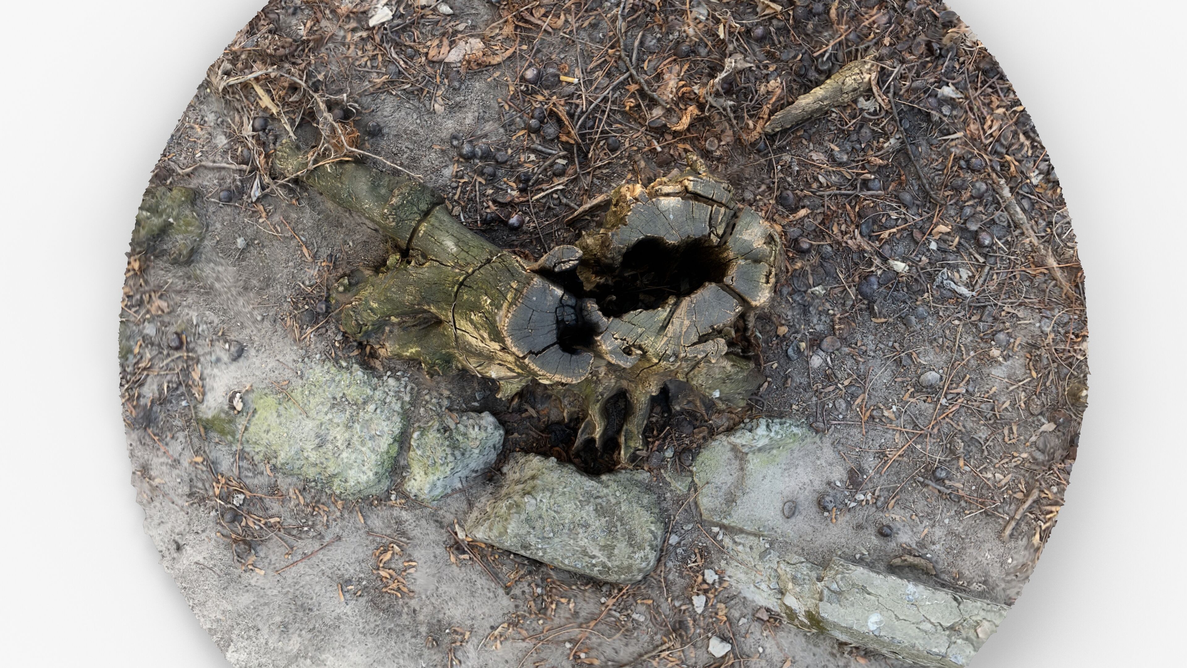 Photorealistic 3D scan of Tree Sawed Stump Low-poly 3D model_13