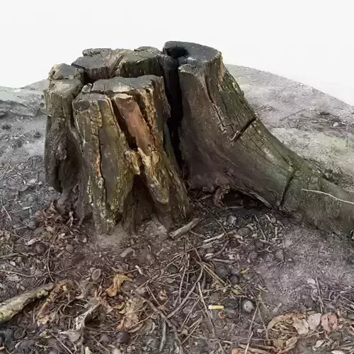Photorealistic 3D scan of Tree Sawed Stump