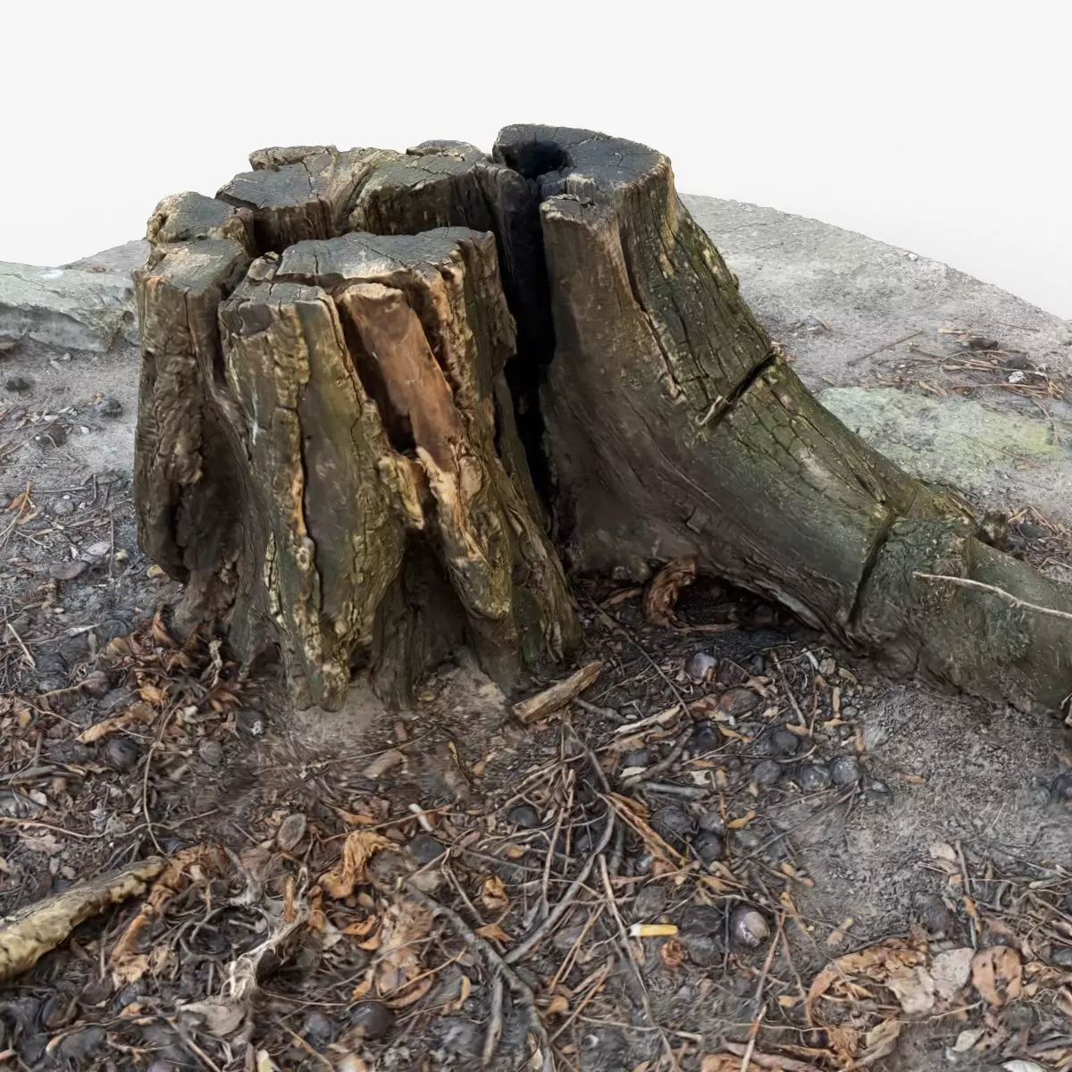 Photorealistic 3D scan of Tree Sawed Stump Low-poly 3D model_0