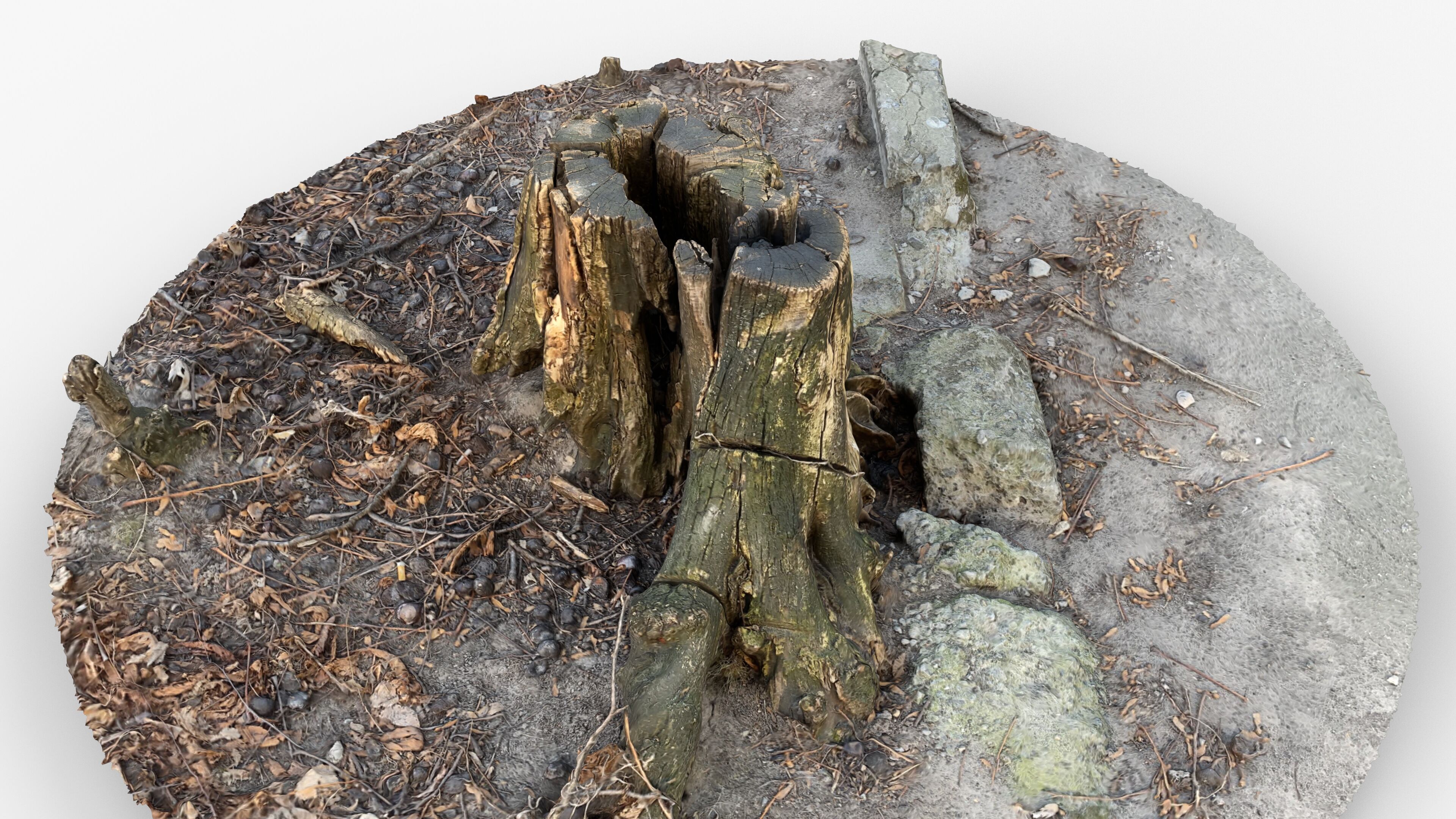 Photorealistic 3D scan of Tree Sawed Stump Low-poly 3D model_12