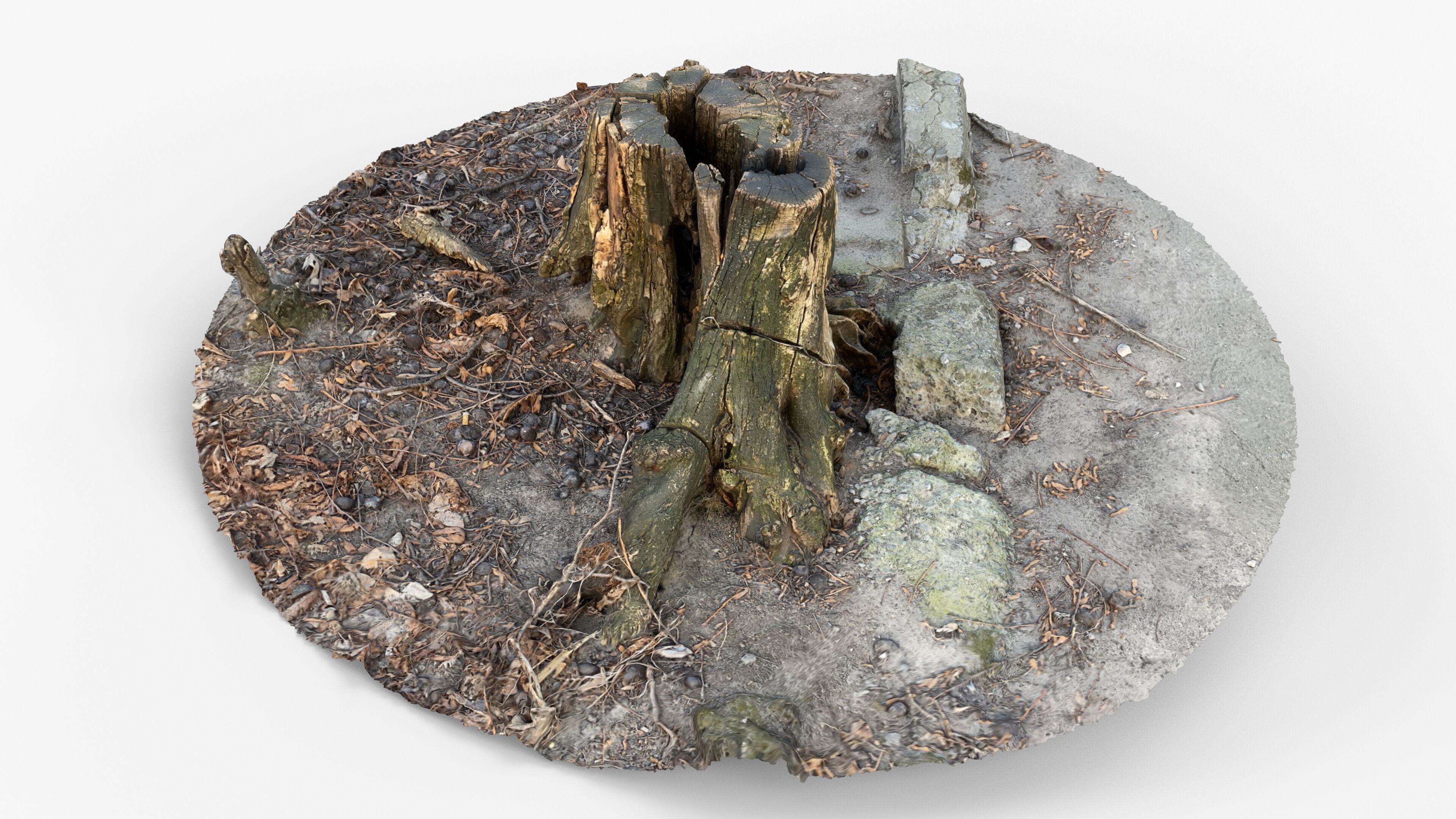 Photorealistic 3D scan of Tree Sawed Stump Low-poly 3D model_3