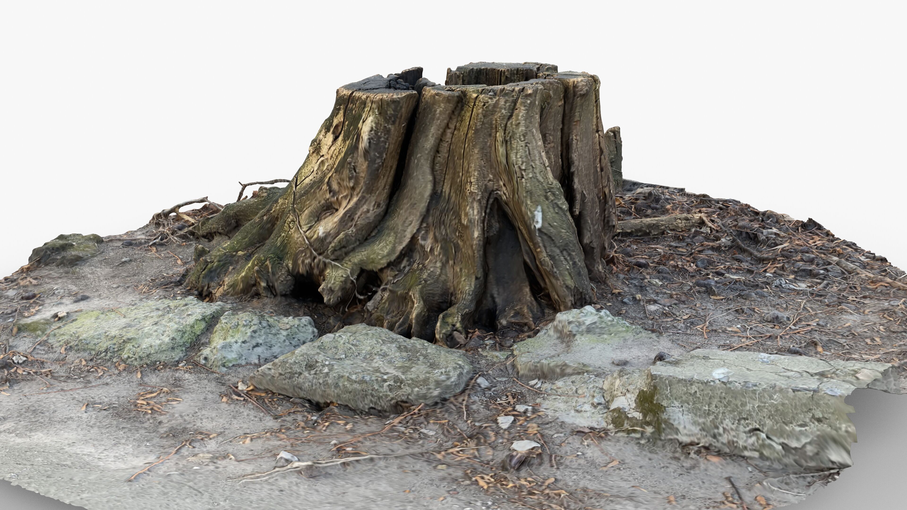 Photorealistic 3D scan of Tree Sawed Stump Low-poly 3D model_14